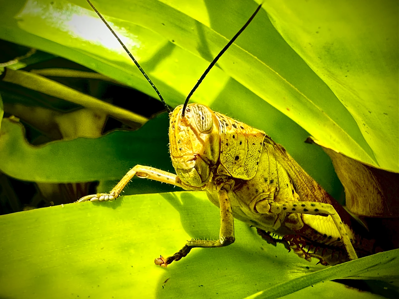 Locust in bromeliads